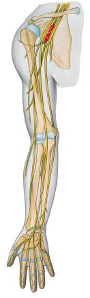 Nerves of the upper limb; overview.jpg