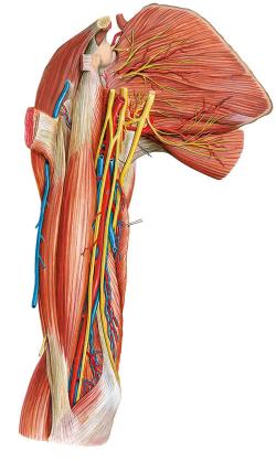 Vessels and nerves of the anteior region of the arm, Regio brachii anterior.jpg